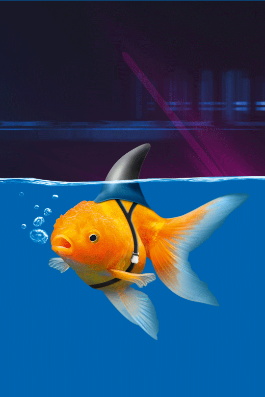 Ein Goldfisch hat eine Haifischflosse, wie ein Partyhütchen, umgeschnallt und schwimmt in blauem Wasser.