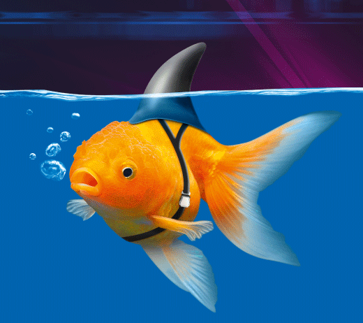 Ein Goldfisch hat eine Haifischflosse, wie ein Partyhütchen, umgeschnallt und schwimmt in blauem Wasser.